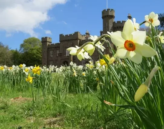 1244866_orig Daffodils up close, with the castle in the background