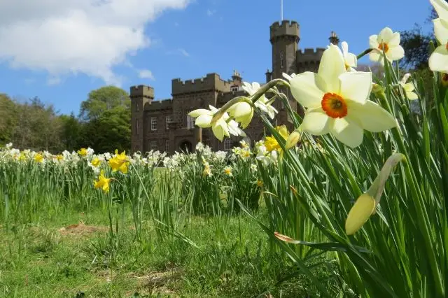 Daffodils up close, with the castle in the background
