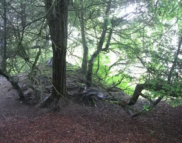 A curious old Yew tree, probably more than 300 years old