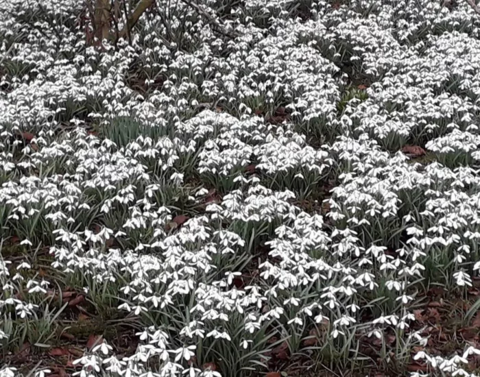 20190221-095225_orig A mass of snowdrops, much too close together, in full bloom in February