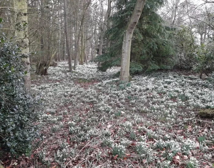 Carpets of snowdrops in January