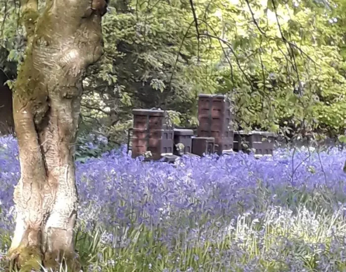 Bluebells and beehives, taken from a safe distance