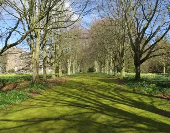 View up the beech avenue towards the Castle