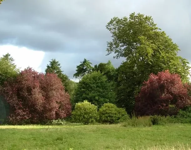 4478736_orig Colourful trees in the summer in fron of the house. A mix of greens and red with sunlight and heavy grey clouds