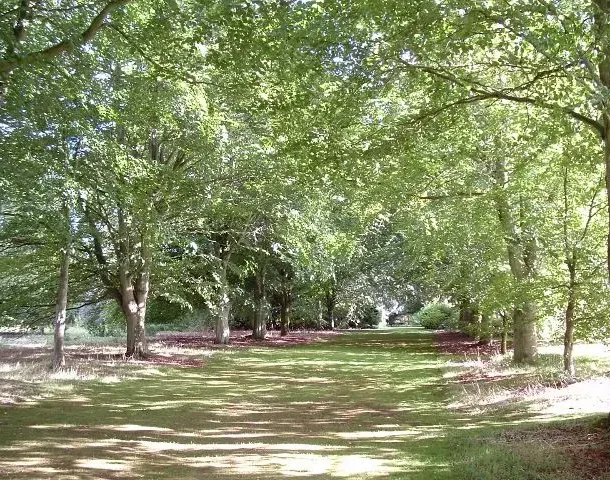 The beech avenue in Spring on a sunny day. The grass is dappled with light and the leaves are a very pale green.