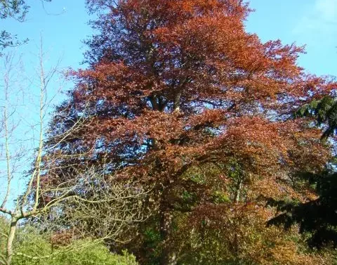 A copper beech tree towering over a circular stone structure in the garden