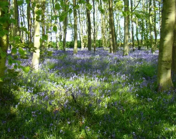 Bluebells in a wood