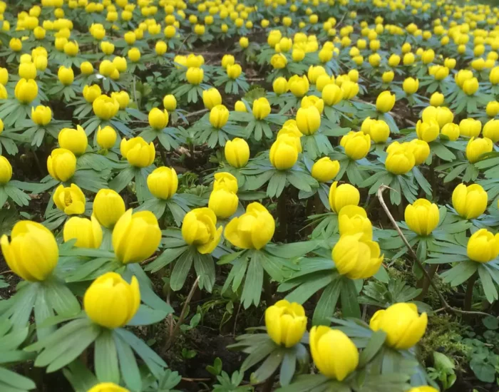 img-5361_orig A carpet of aconites